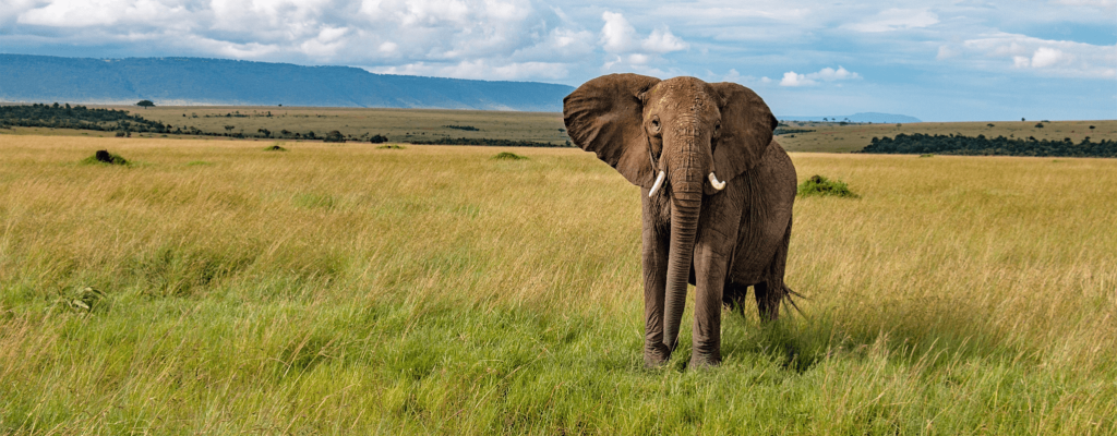 Метод слона в тайм-менеджменте