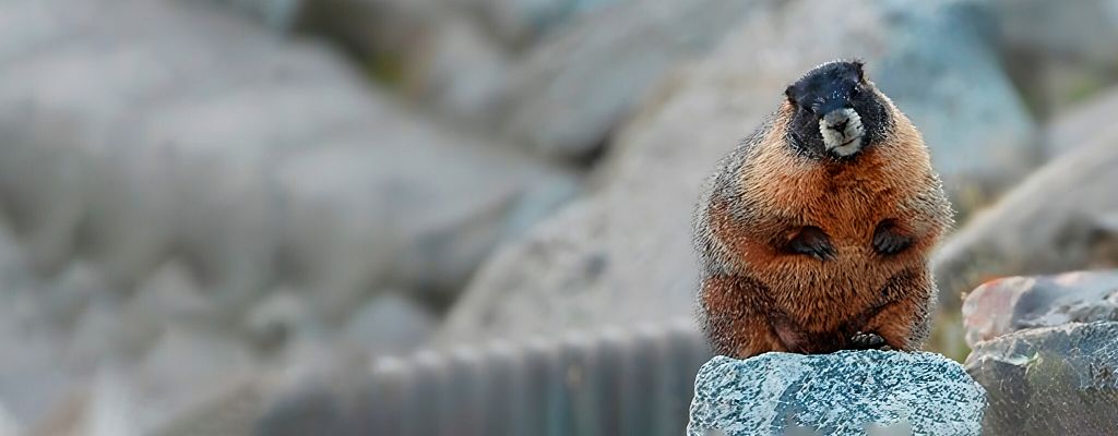 Как выйти из дня сурка, если уже погряз в рутине