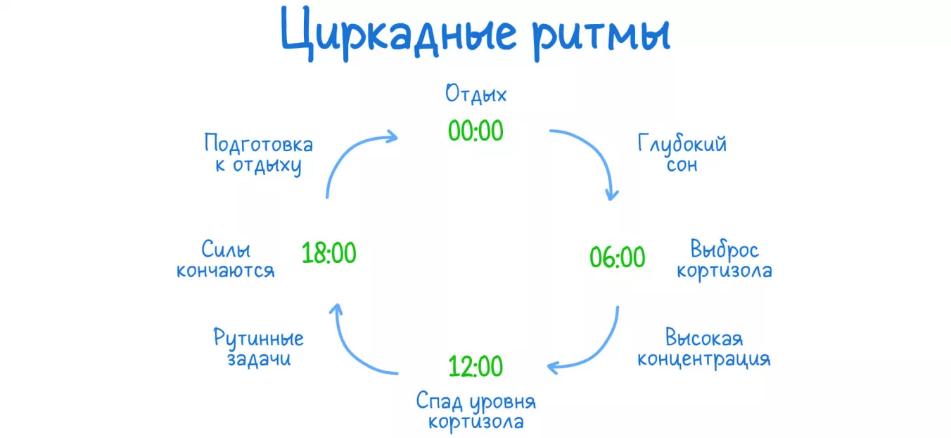 Циркадные ритмы: схема